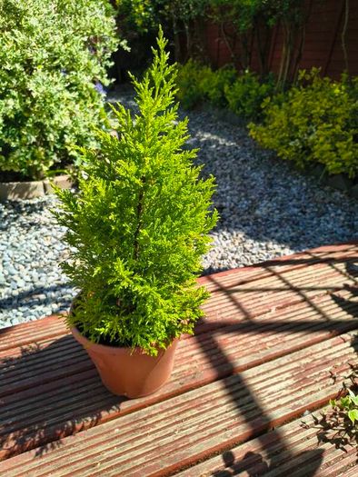 Garden perrinal Plants