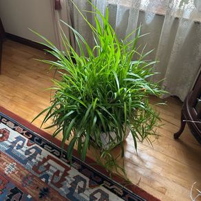 mature large spider outgrowing its space