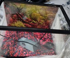 Aquarium