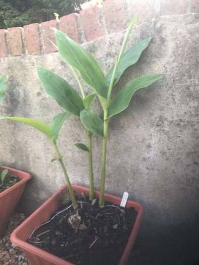 Ginger Lily- Hedychium spicatum - VERY RARE