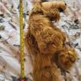 Alf Teddy Image 3