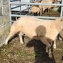 Charlaois rams Image 8