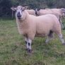 Brockie rams Image 7