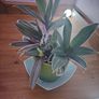 Tricolor Plant Image 2