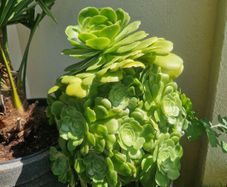 succulents