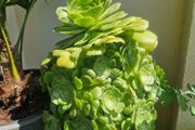 succulents bundle