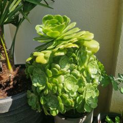 succulents bundle