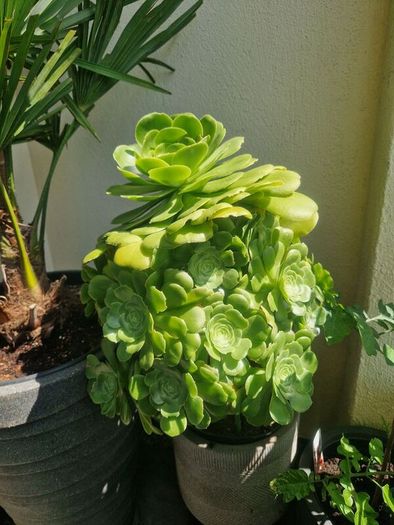 succulents bundle