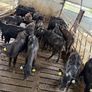 Aberdeen Angus Heifers Image 5