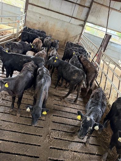 Aberdeen Angus Heifers