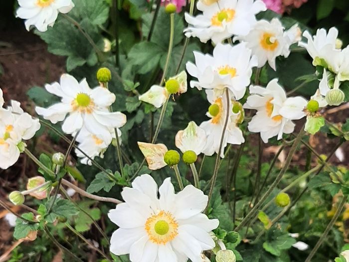 White Japanese Anemone