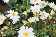 White Japanese Anemone