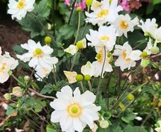 White Japanese Anemone