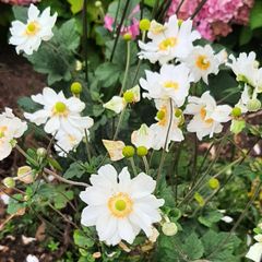 White Japanese Anemone