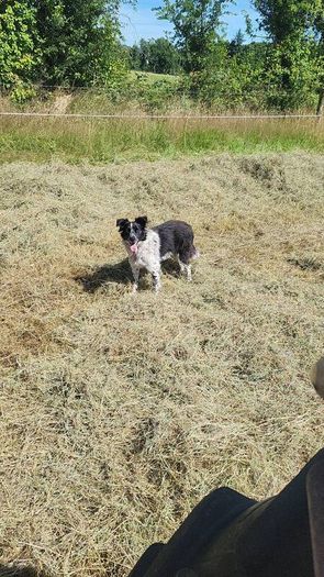 Square bales hay