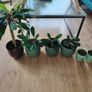 The Madagascar Jewel Seeds and Plants Image 3