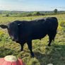 Angus bull Image 2