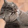 cat Image 4