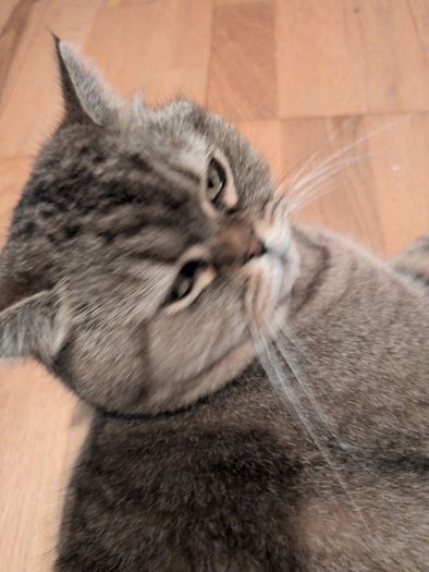 cat