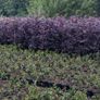 LAUREL HEDGING in 5 litre pot 4ft just 5 euro Image 10
