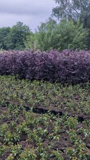 LAUREL HEDGING in 5 litre pot 4ft just 5 euro