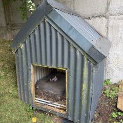 Galvanised Dog Shed FREE