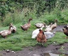 Khaki Campbell Ducks