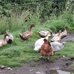 Khaki Campbell Ducks