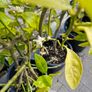 citrus  lemon tree Image 5