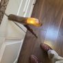 Walking stick new Image 9