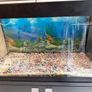 fish t Image 2