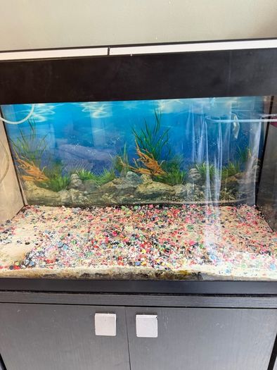 fish t