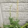 Verbascum chaixii (Wedding Candles) Image 2