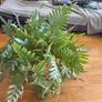 Blue star fern Image 2