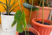 indoor plants