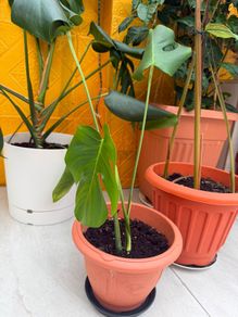 indoor plants