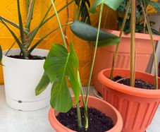 indoor plants