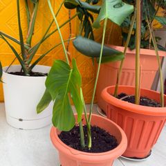 indoor plants