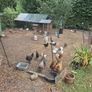hatching eggs and chicks Image 3