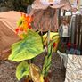 Oversized flowers Image 3