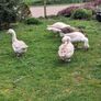Pair of geese. Image 6