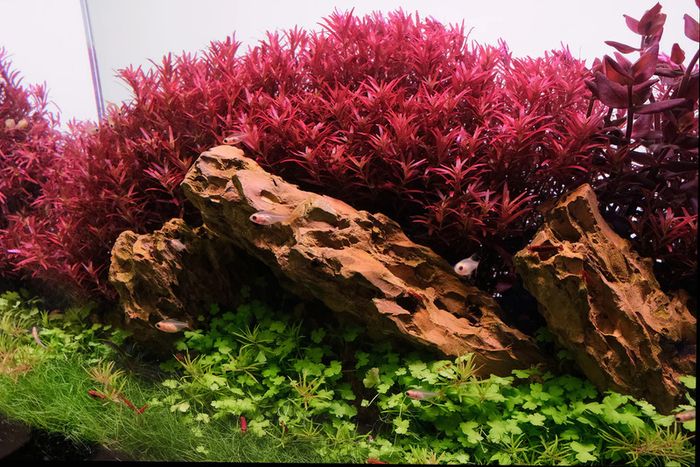 Fish Tank Live Plant