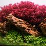 Fish Tank Live Plant Image 4