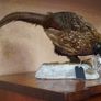 Vintage Taxidermy Image 2