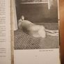 A Hare About The House. By Cecil S. Webb. First Edition. 1955 Hardback In Fair Condition. See Photos For Same. Image 8