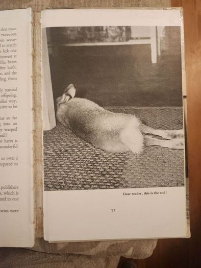 A Hare About The House. By Cecil S. Webb. First Edition. 1955 Hardback In Fair Condition. See Photos For Same.