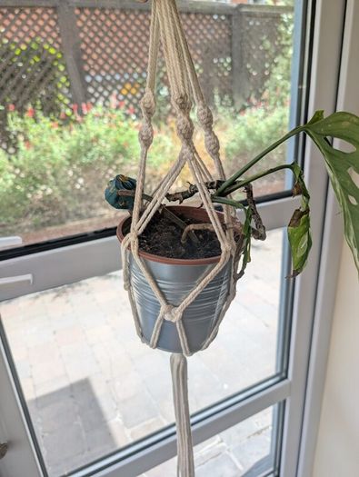 Beautiful hanging plant including pot and hanging basket