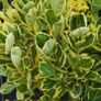 plants Image 2