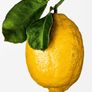The Gourmand's Lemon Image 4