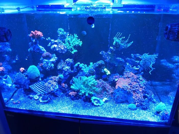 redsea reefer 350xl